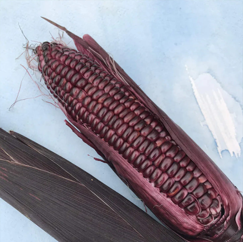 A half husked ear of Double Red Corn, Kernels are deep maroon 