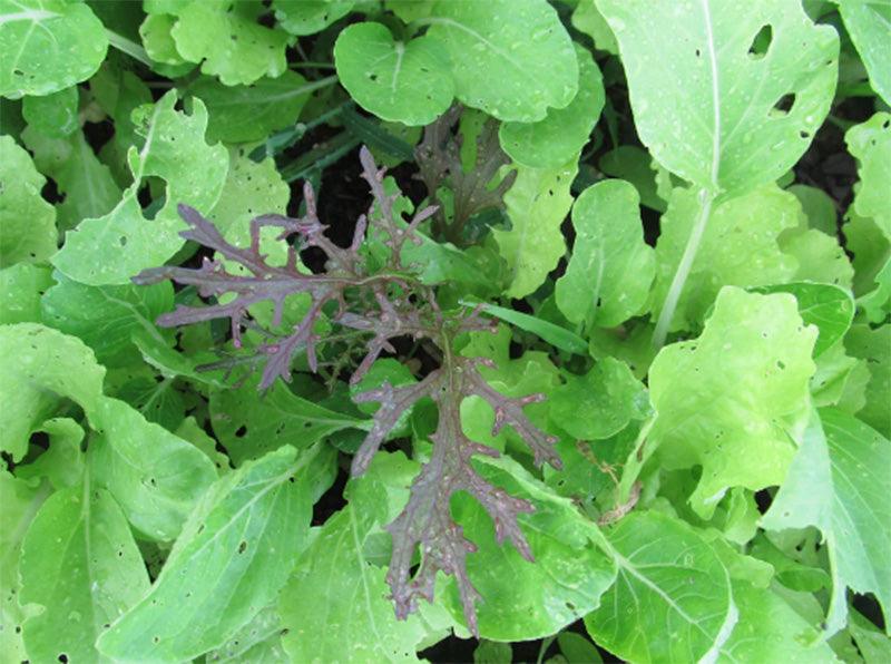 Close up shot of various species in this mix growing 