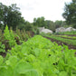 Picture of a row of Organic Salad Savor lettuce Mix growing on a farm 