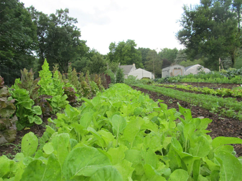 Picture of a row of Organic Salad Savor lettuce Mix growing on a farm 