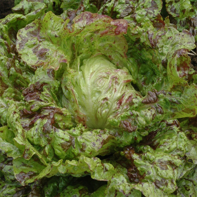 A head of Joker lettuce displaying speckled reds intermixing with green