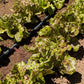 Joker Lettuce growing in a row on a farm 