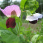 Swiss Giant Snow Pea Flowering, Purple and Maroon Blossoms