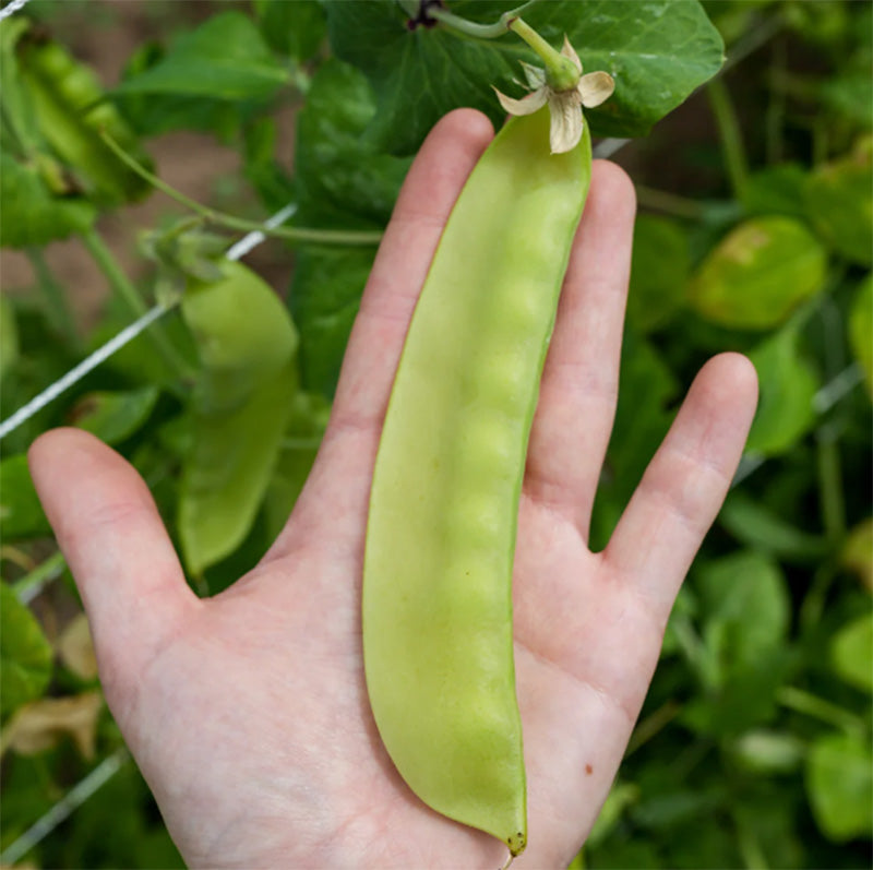 Swiss Giant Snow Pea Pod resting on a hand , light green and palm sized pods