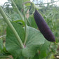 A closeup of growing Sugar Magnolia Snap Pea, displaying purple pods 