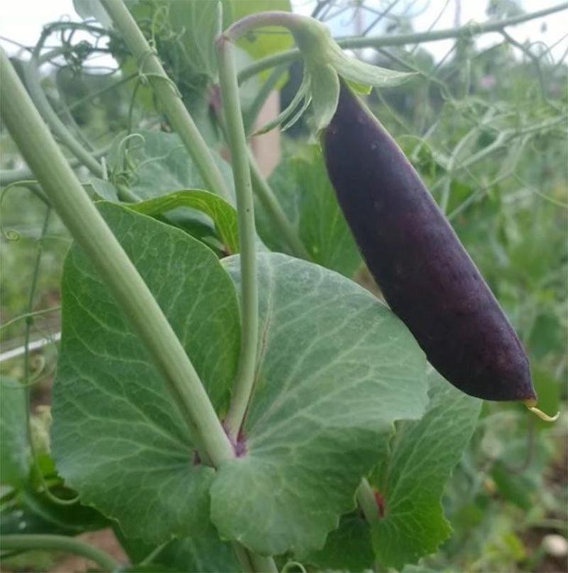 A closeup of growing Sugar Magnolia Snap Pea, displaying purple pods 