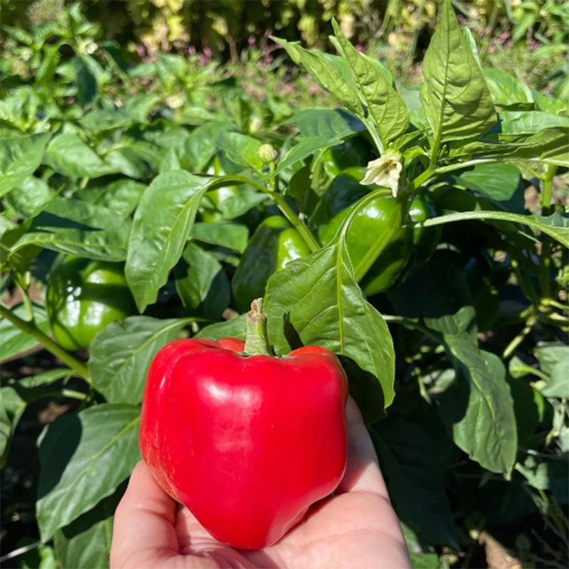 King of the north pepper in someones hand  displaying bright red pepper and lush green plants 