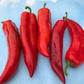 Five harvested Bridge to Paris Sweet Peppers, Blue blurred background creates contrast 