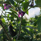 Flowering Pippin's Golden Honey Sweet Pepper, a purple flower blooms