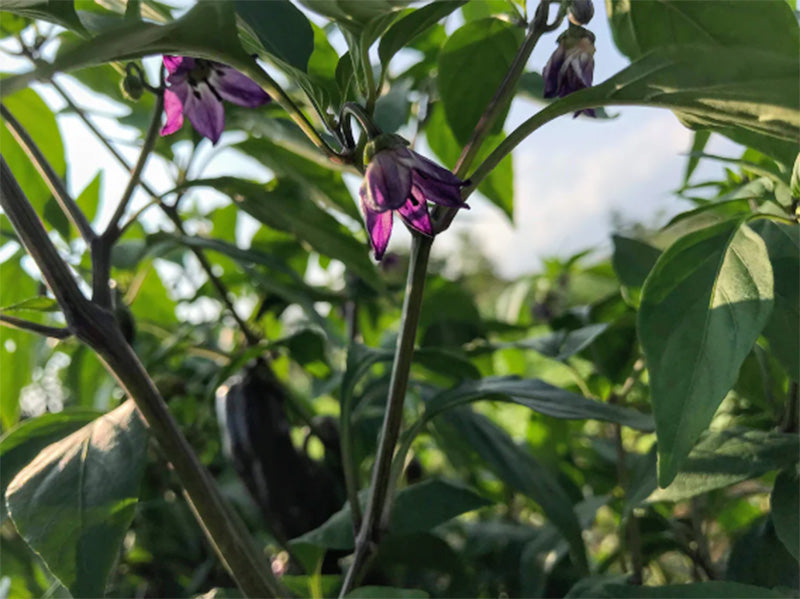 Flowering Pippin's Golden Honey Sweet Pepper, a purple flower blooms