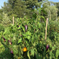 Live plant with growing vibrant Pippins Golden Honey Sweet Pepper, yellow and purple peppers 