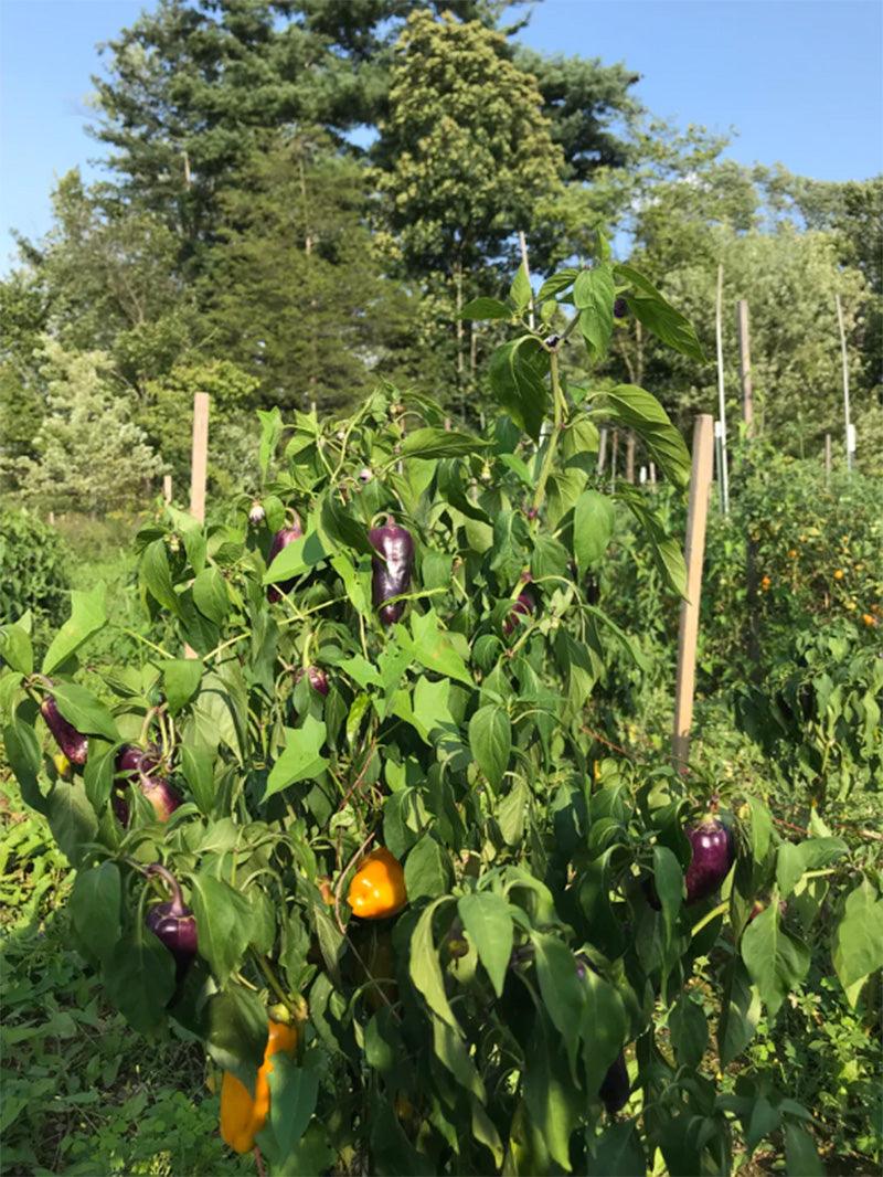 Live plant with growing vibrant Pippins Golden Honey Sweet Pepper, yellow and purple peppers 