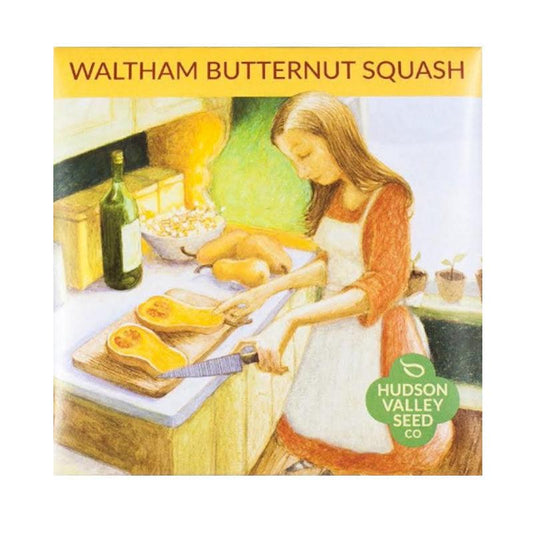 Artful Seedpack Depicting Cutting open Of a Waltham Butternut Winter Squash 