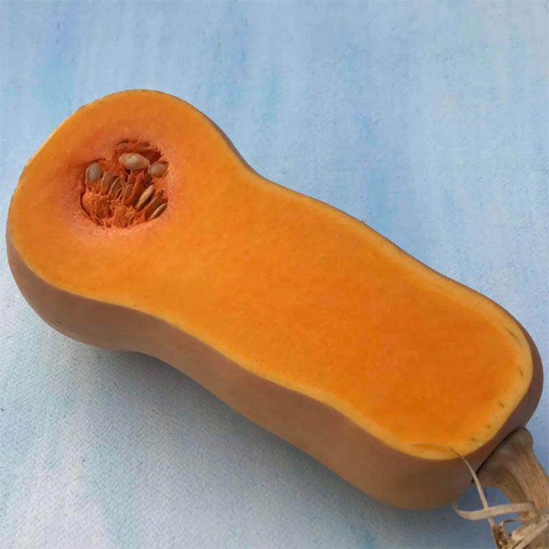 Waltham Butternut Winter Squash Art Pack (Organic) - Grow Organic