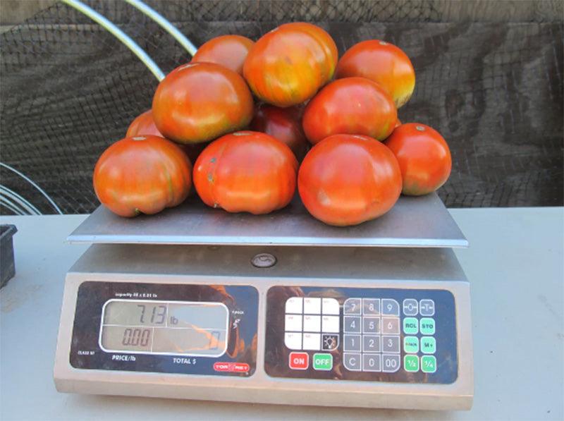 A fresh seven pound harvest of Paul Robeson Tomatoes, scale depicting weight 