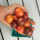 A large handful of Bumblebee Cherry Tomatoes, bigger than normal cherry tomatoes 