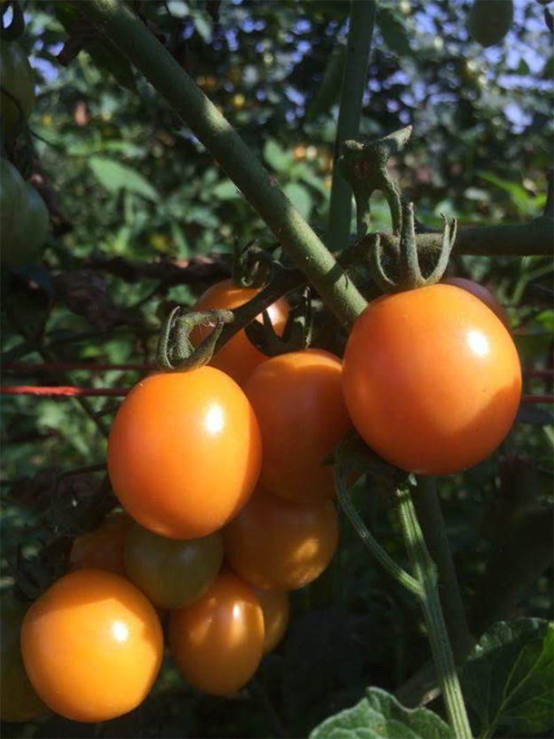 A growing bunch of Honey Drop cherry Tomatoes, an orange hue is noticeable 