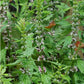 Official Motherwort Seeds (Organic) Strictly Medicinal