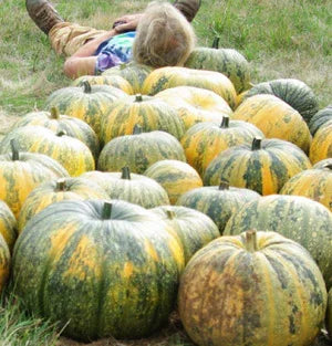 Organic Styrian Pumpkin Seeds Strictly Medicinal