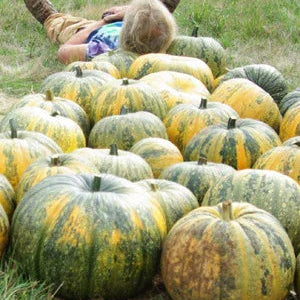 styrian pumpkin seeds for planting Styrian Pumpkin Seeds (Organic)
