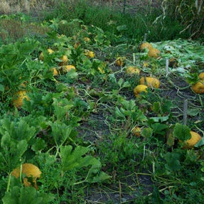organic pumpkin seeds to plant Styrian Pumpkin Seeds (Organic)