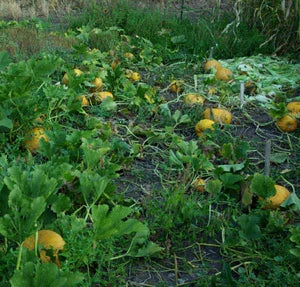 Organic Styrian Pumpkin Seeds Strictly Medicinal