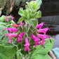 Organic Pitcher Sage Seeds Strictly Medicinal