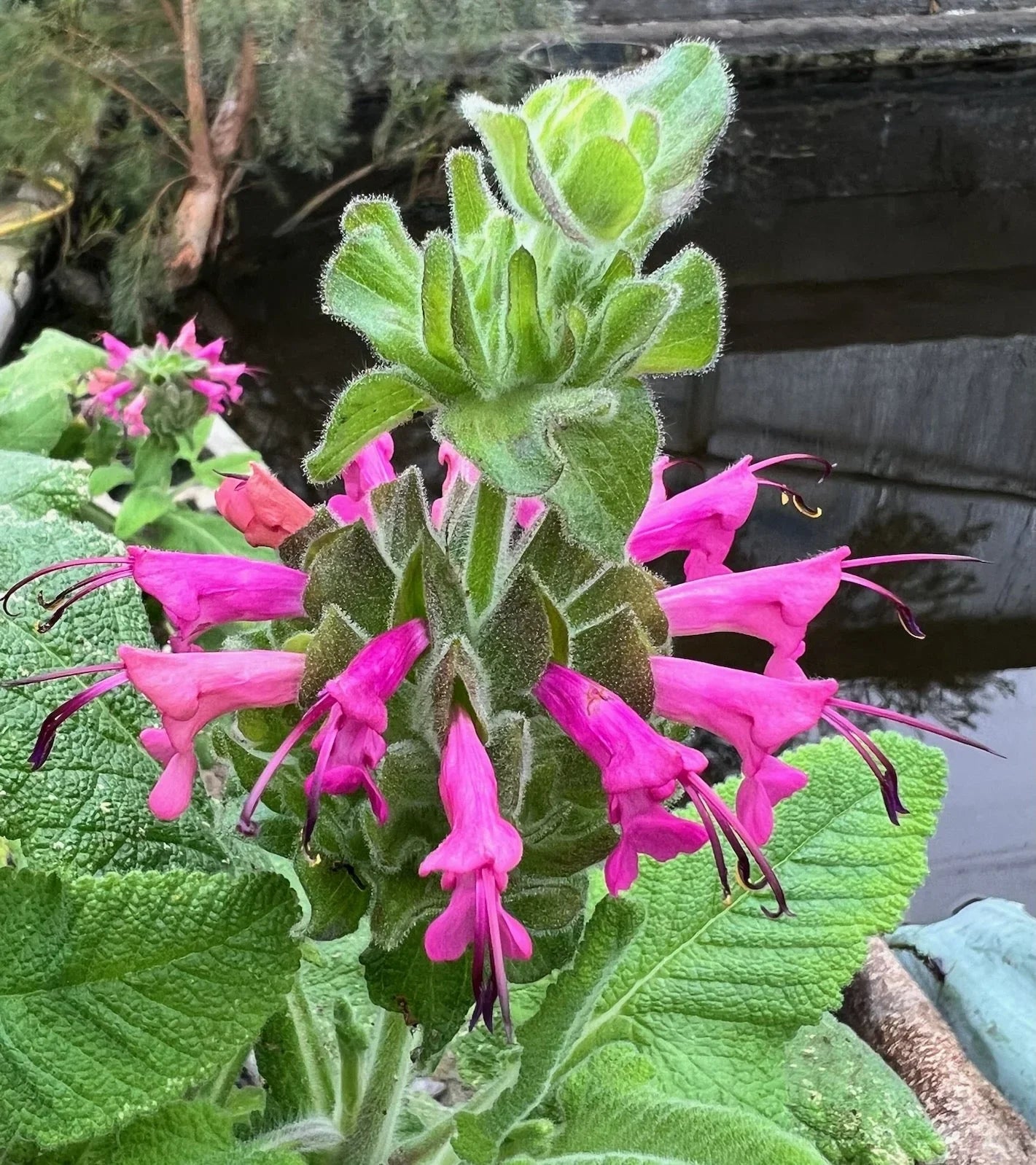 Organic Pitcher Sage Seeds Strictly Medicinal