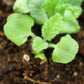 Organic Pitcher Sage Seeds Strictly Medicinal