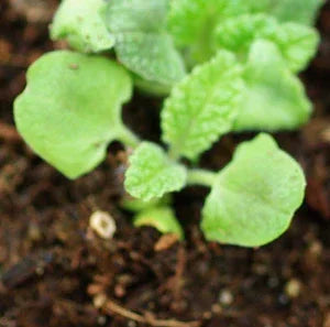 Organic Pitcher Sage Seeds Strictly Medicinal
