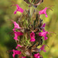Organic Pitcher Sage Seeds Strictly Medicinal