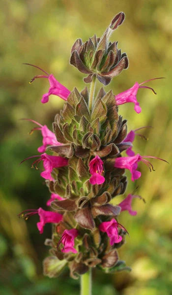 Organic Pitcher Sage Seeds Strictly Medicinal