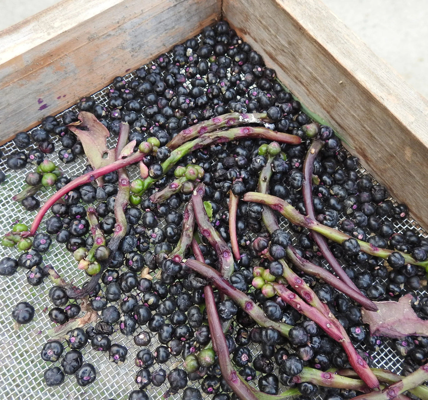 Malabar Spinach Seeds (Organic) Strictly Medicinal