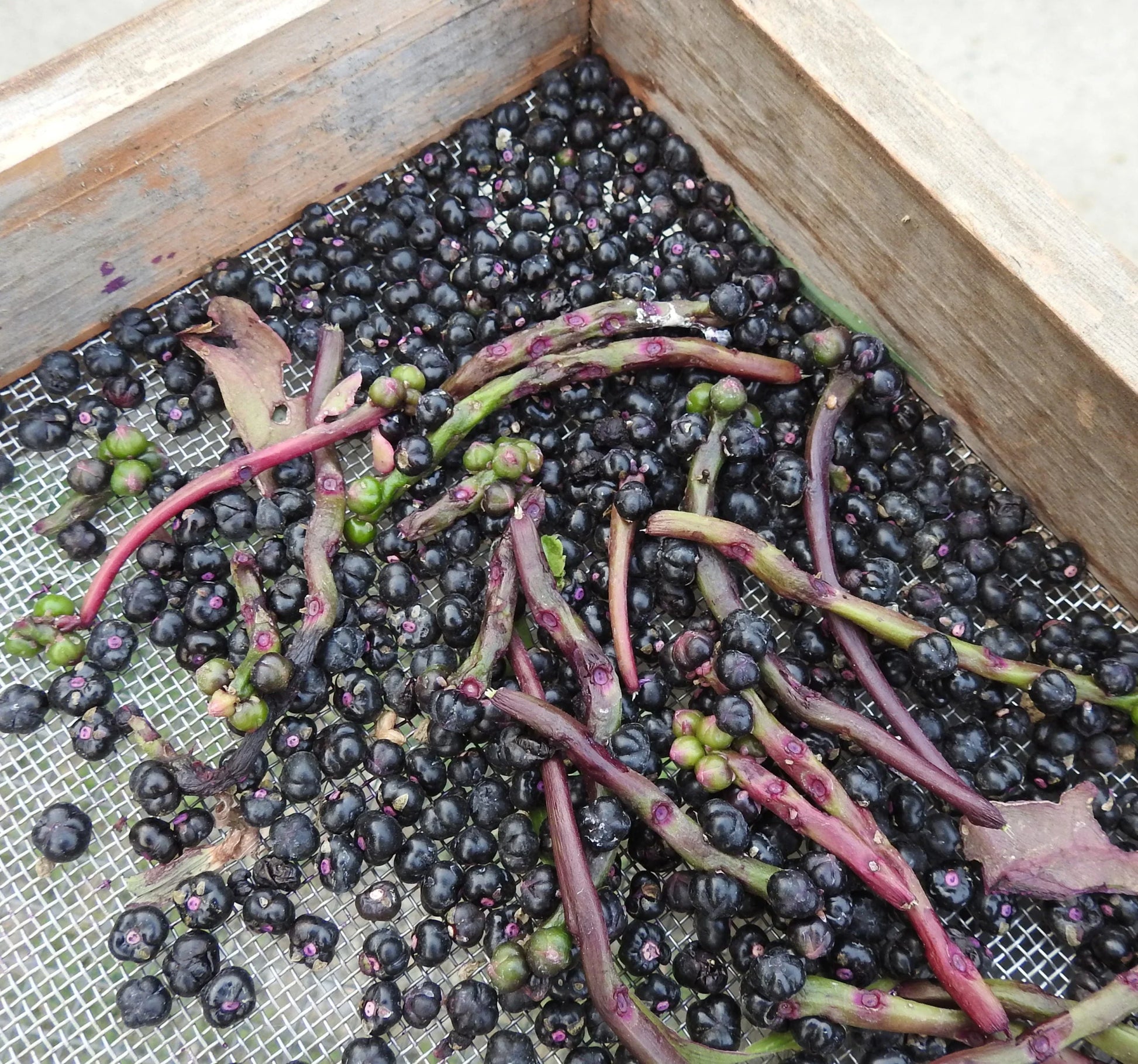 Malabar Spinach Seeds (Organic) Strictly Medicinal