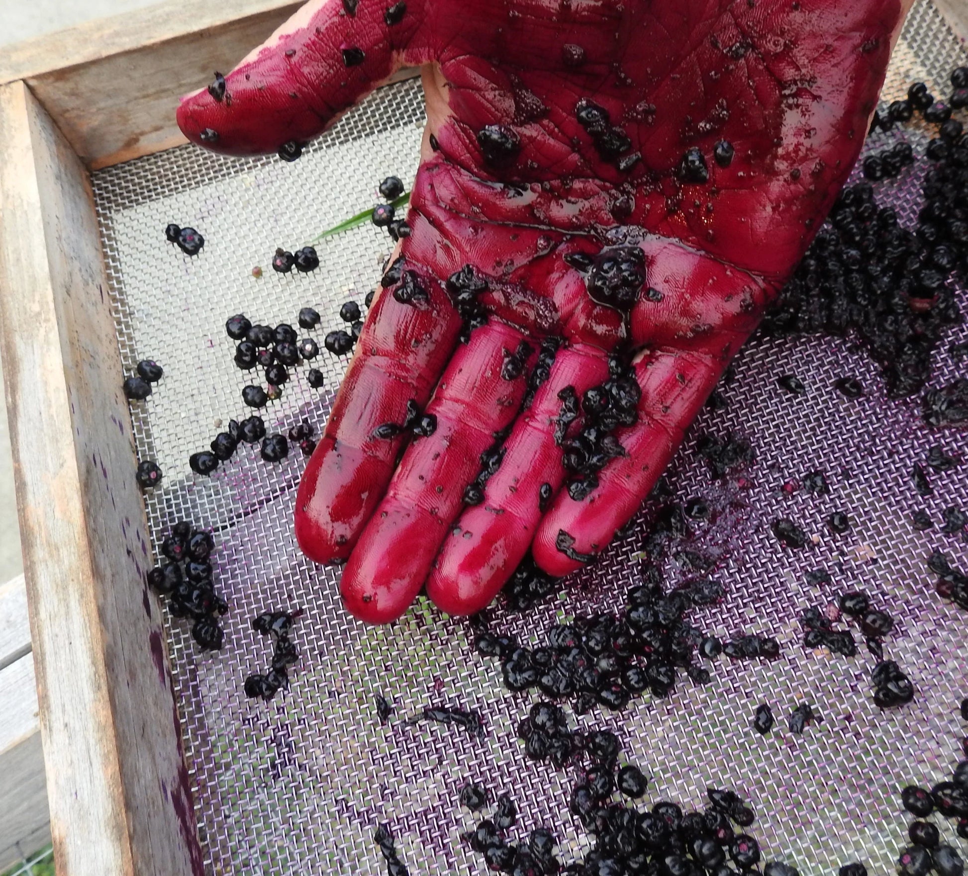 Malabar Spinach Seeds (Organic) Strictly Medicinal