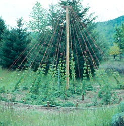 Organic Hops Seeds Strictly Medicinal