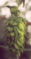 Organic Hops Seeds Strictly Medicinal