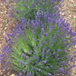 Organic Hidcote Lavender Seeds Strictly Medicinal