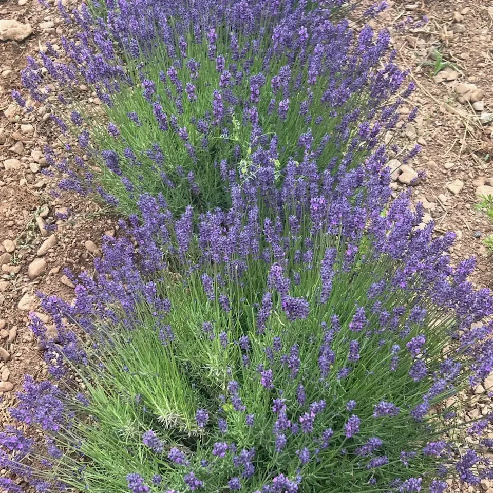 organic lavender seeds Hidcote Lavender Seeds (Organic)