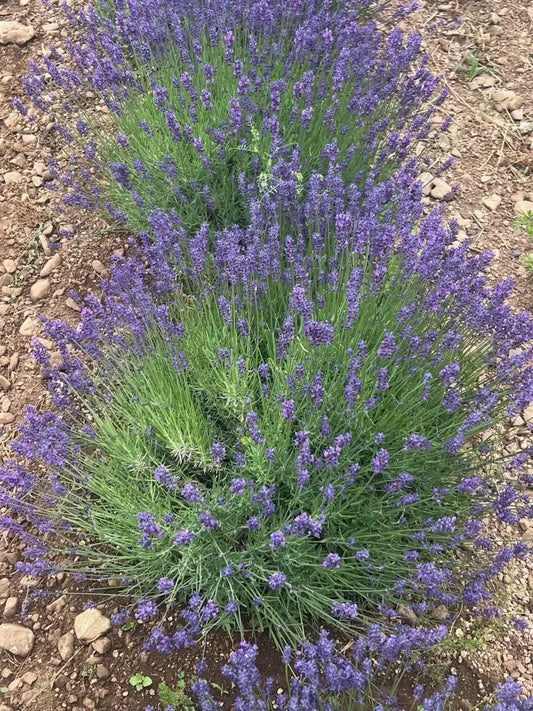 Organic Hidcote Lavender Seeds