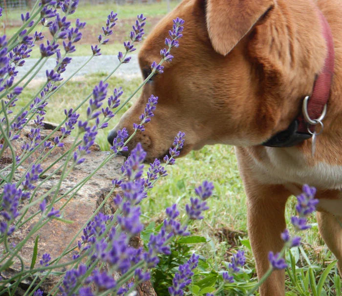 Organic Hidcote Lavender Seeds Strictly Medicinal