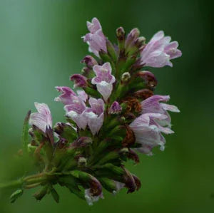 Organic Balm of Gilead Seeds