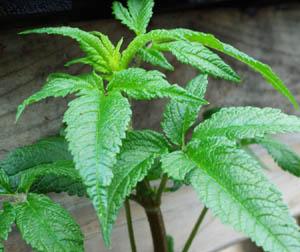 Organic Balm of Gilead Seeds Strictly Medicinal