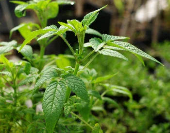 Organic Balm of Gilead Seeds Strictly Medicinal