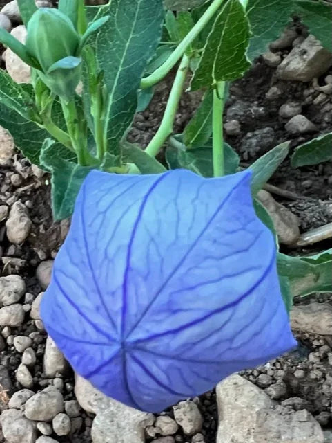 Organic Balloonflower Seeds Strictly Medicinal