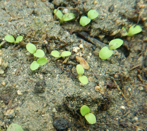 Organic Balloonflower Seeds Strictly Medicinal