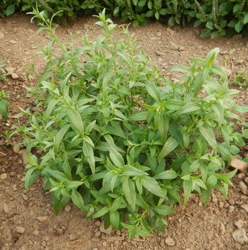 Organic Andrographis Seeds