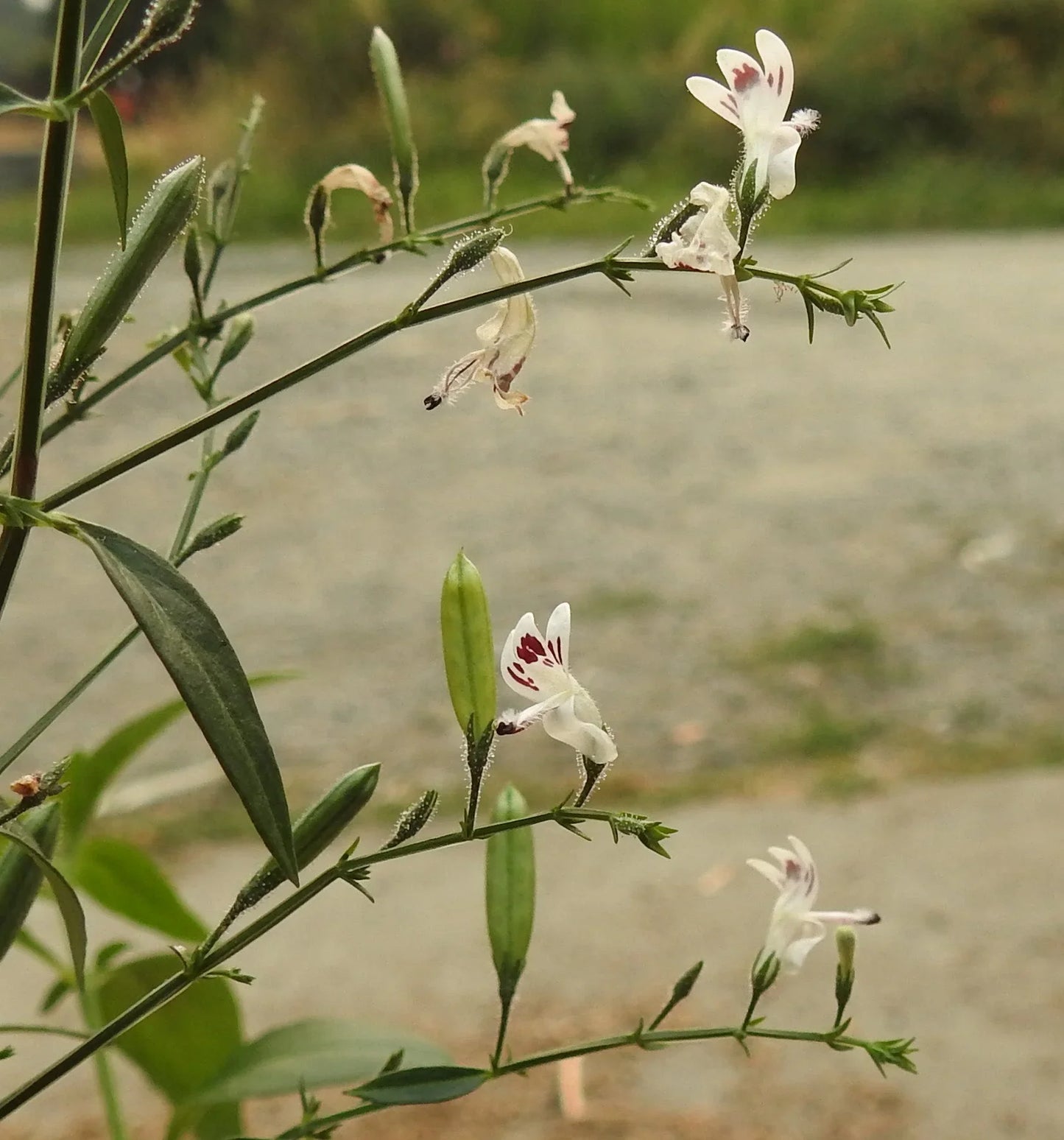 Organic Andrographis Seeds Strictly Medicinal