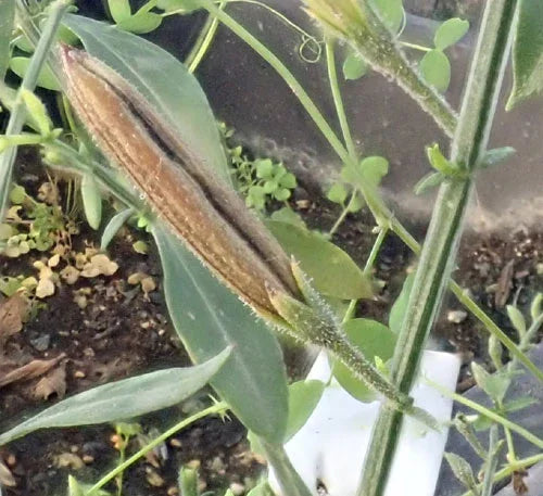 Organic Andrographis Seeds Strictly Medicinal