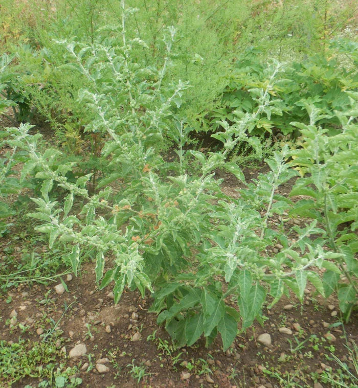 Organic African Ashwagandha Seeds Strictly Medicinal